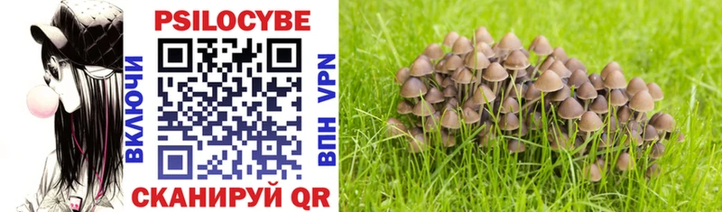 гидра ТОР  Кировск  Псилоцибиновые грибы Psilocybine cubensis 